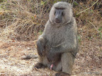 Akagera Nationalpark