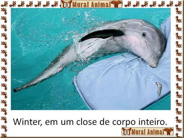 winter_golfinho (6) winter_golfinho (6)
