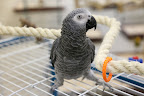 Certainly!  I'm a Congo African Grey parrot.  I make a great pet because of my overall gentle nature and my quick ability for learning how to speak.
