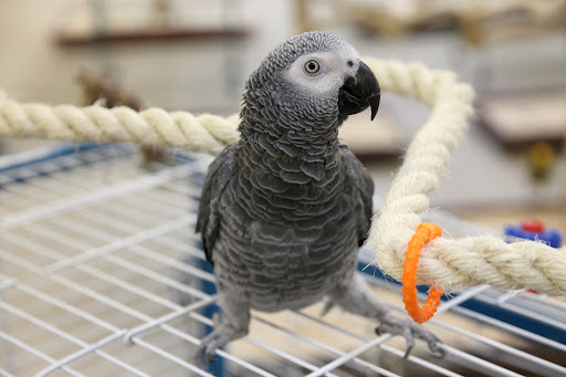 Certainly!  I'm a Congo African Grey parrot.  I make a great pet because of my overall gentle nature and my quick ability for learning how to speak.