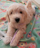 Wow look at the adorable Labradoodle.