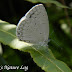 Lycaenidae%25252c%252520celastrina%252520huegelii%25252c%252520large%252520hedge%252520blue