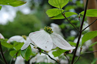 2014 április 26 Kámoni arborétum Cornus florida virágos som.jpg