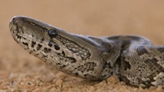 African Rock Python African Rock Python