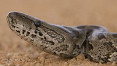 African Rock Python