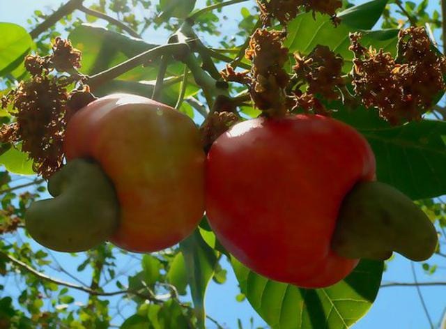 [cashewnews_016%255B2%255D.jpg]