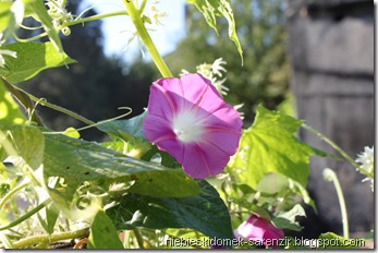 IMG_3058m IMG_3058m