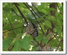 青斑蝶