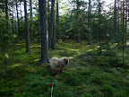Into the woods!  Into the woods I go, but I don't see any party here.