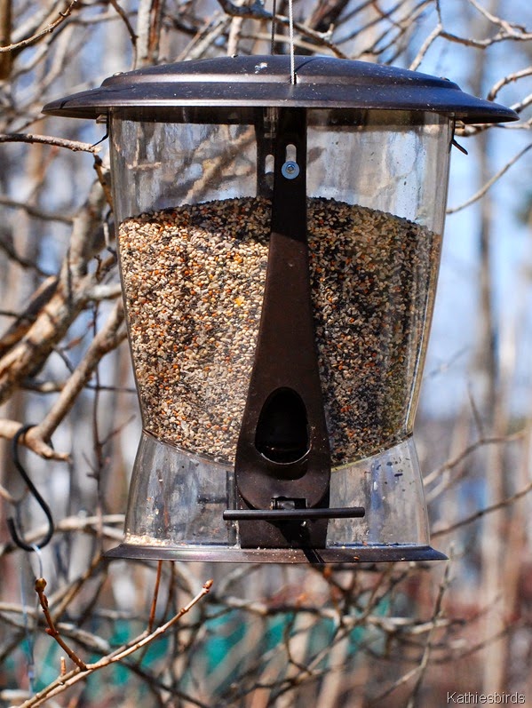 [5.%2520full%2520bird%2520feeder%255B4%255D.jpg]