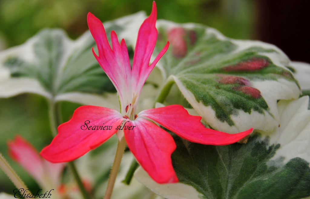[Pelargoner-mai--12-0084.jpg]