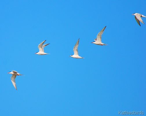 1. Terns-kab