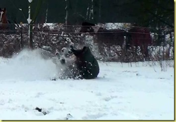 Schnee16
