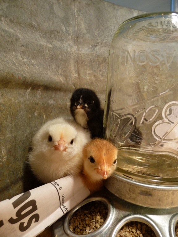 [v%2520%2540chicks%2520017%2520%2528600x800%2529%255B4%255D.jpg]