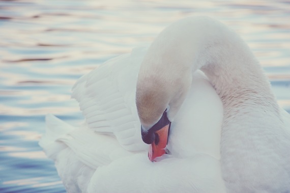 [Mute%2520Swan%2520Soft%25202%255B2%255D.jpg]