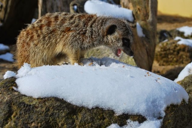 [Meerkat%2520burp%255B3%255D.jpg]