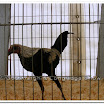 Poultry 011.jpg