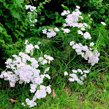 bloem 009.jpg