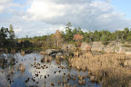 Marsh in the Canadian Shield