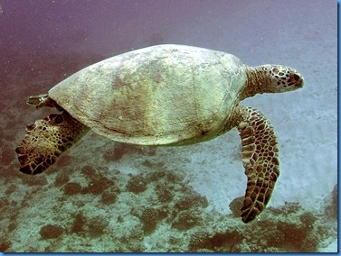 turtle1