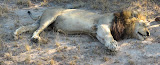 He looks harmless, but apparently this same one has killed other male lions in the area and has actually *eaten* them! Scary stuff! It's especially scary hearing stories like that when you're sitting just a few feet away in an entirely open vehicle. South Africa - 508.jpg