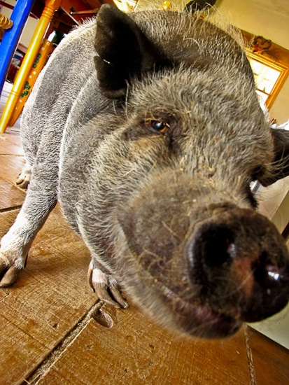 Jasmine the Pot Bellied Pig Jasmine the Pot Bellied Pig