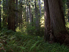 california_sequoia