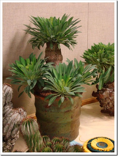 Euphorbia bupleurifolia