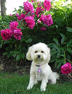 Beasley poses by the Zen Garden.