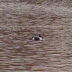 P1110376