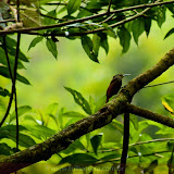 Picapau- Trilha do Boquete Tree Trek Hotel - Boquete - Panamá
