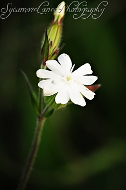 weed-flower