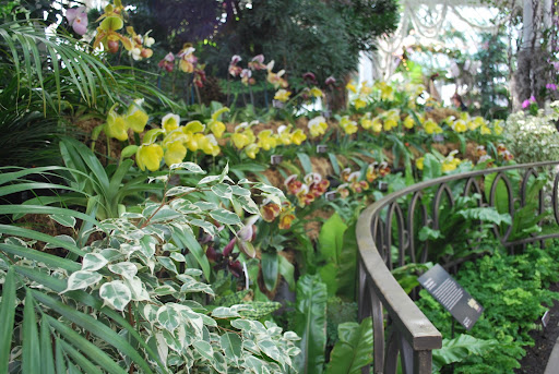 They set up orchids around the chandelier as an 