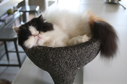 Empress Tang often sleeps in the large molcajeta in the kitchen.  It's a cozy nook to curl up in but also high up so she can pounce on prey.