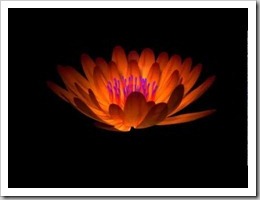 Flower 3d mesh animated blooming Flower 3d mesh animated blooming