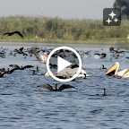 IMG_7940-MOTION.gif