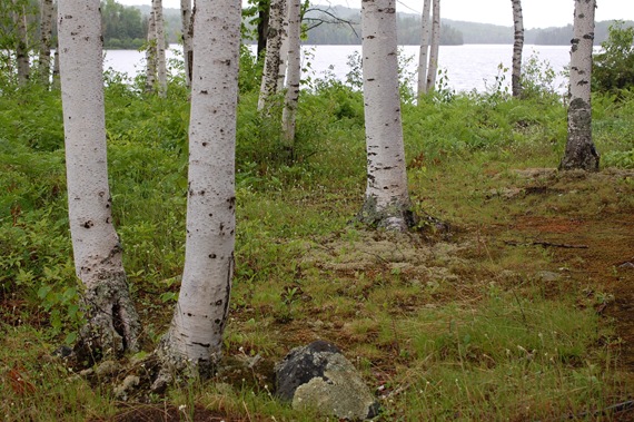 [BIRCH%2520TREE%2520%25284%2529%255B2%255D.jpg]
