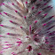 Pink mulla mulla