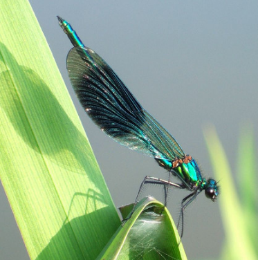 Banded Agrion Banded Agrion
