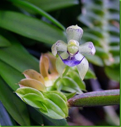 OR Dichaea_morrisii OR Dichaea_morrisii