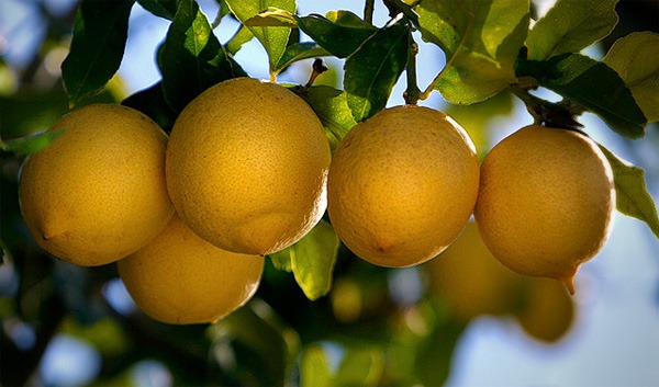 [suck%2520lemon%255B3%255D.jpg]