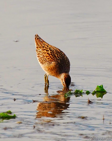 3. dowitcher-kab
