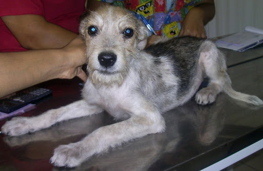 alvin adopcion.JPG