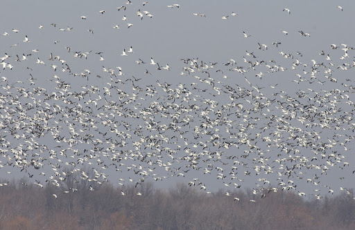 Snow Geese in Flight photo credit: Missouri Department of Conservation