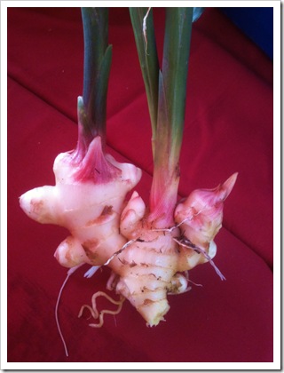 ginger