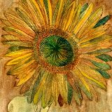 Sunflower
Watercolour 12 x 9 in
Aug 2011