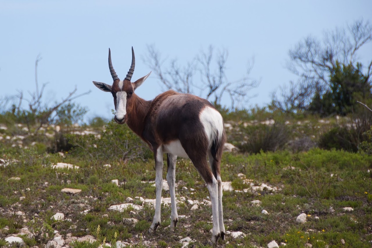 Bontebok