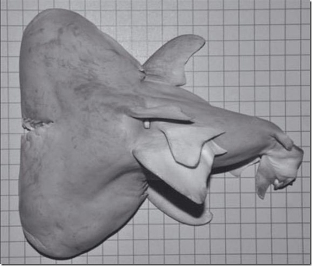 two-headed-bull-shark-fetus.JPG1364231902