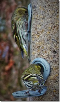 siskin females Wales Feb 2014 siskin females Wales Feb 2014