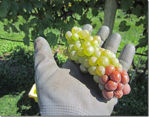 Sour bunch rot of Vignoles grapes